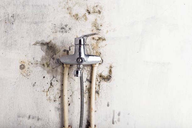 Best Same-Day Mold Removal  in Oakhurst, CA