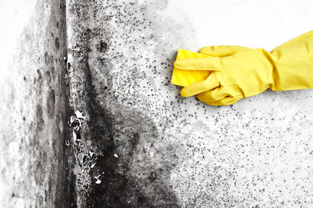 Best Black Mold Removal  in Oakhurst, CA