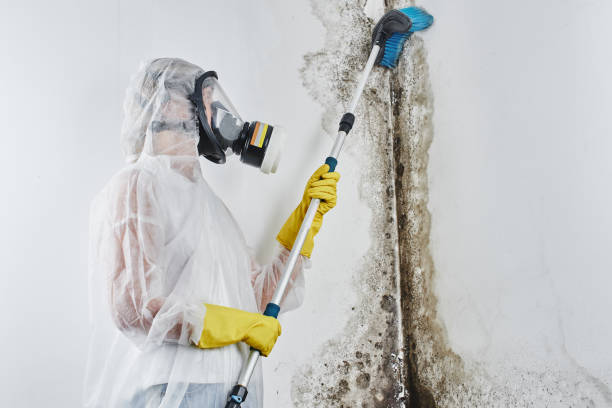 Best Certified Mold Removal  in Oakhurst, CA