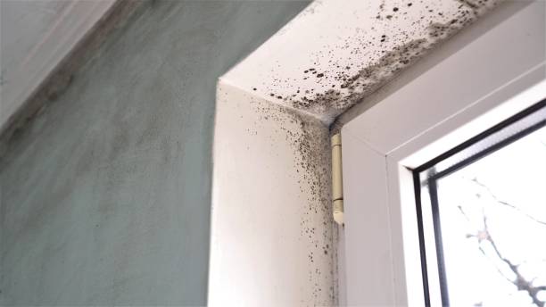 Best Toxic Mold Removal  in Oakhurst, CA