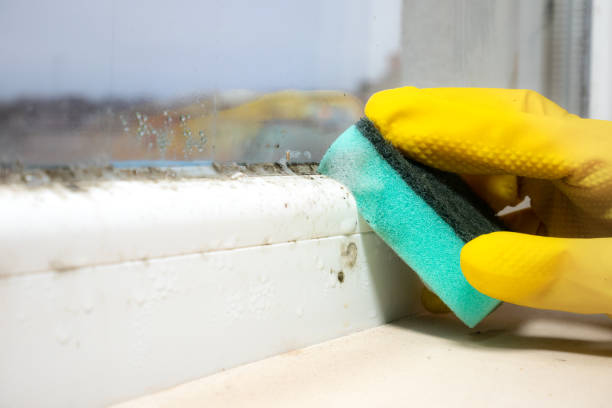 Office Mold Removal Services in Oakhurst, CA