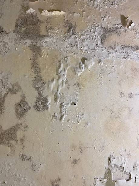 Best Home Mold Removal  in Oakhurst, CA